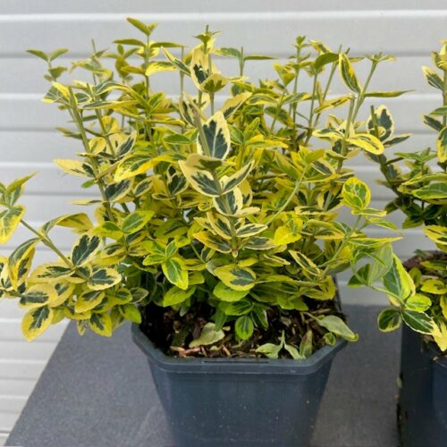 Euonymus Emerald N Gold (Kardinaals muts)