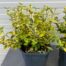 Euonymus Emerald N Gold (Kardinaals muts)