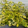 Euonymus Emerald N Gold (Kardinaals muts)