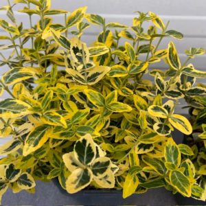 Euonymus Emerald N Gold (Kardinaals muts)