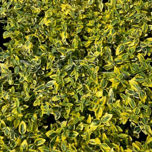 Euonymus Emerald N Gold (Kardinaals muts)
