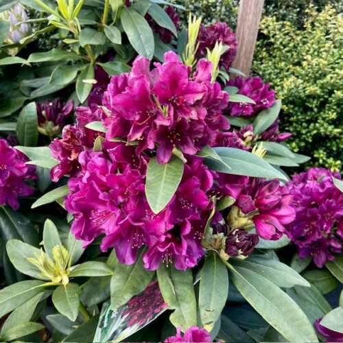 Rhododendron 'Polar nacht'