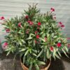 Half portvat 55 liter beplant met rode Oleander