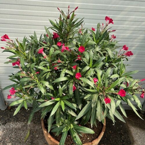 Half portvat 55 liter beplant met rode Oleander