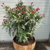 Half portvat 55 liter beplant met rode Oleander