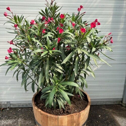 Half portvat 55 liter beplant met rode Oleander
