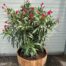 Half portvat 55 liter beplant met rode Oleander