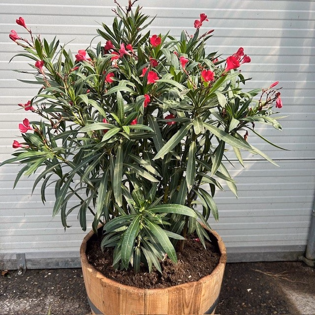 Half portvat 55 liter beplant met rode Oleander