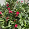 Half portvat 55 liter beplant met rode Oleander