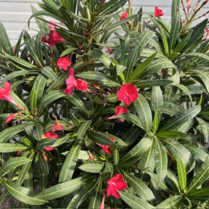 Half portvat 55 liter beplant met rode Oleander