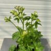 Astrantia major 'Star of Billion' (Zeeuws knoopje)