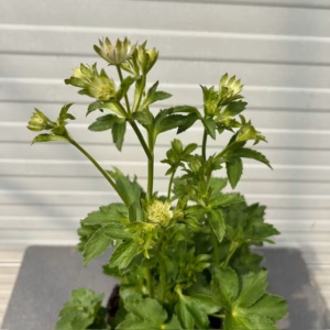 Astrantia major 'Star of Billion' (Zeeuws knoopje)