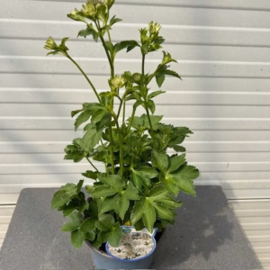 Astrantia major 'Star of Billion' (Zeeuws knoopje)