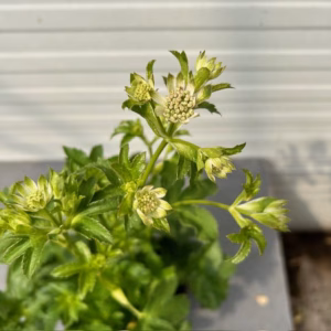 Astrantia major 'Star of Billion' (Zeeuws knoopje)