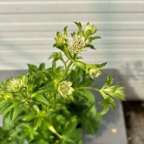 Astrantia major 'Star of Billion' (Zeeuws knoopje)