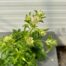 Astrantia major 'Star of Billion' (Zeeuws knoopje)