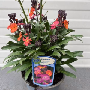 Erysimum ery. Magenta (Muurbloem of steenraket)
