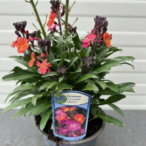 Erysimum ery. Magenta (Muurbloem of steenraket)