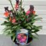Erysimum ery. Magenta (Muurbloem of steenraket)