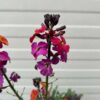 Erysimum ery. Magenta (Muurbloem of steenraket)
