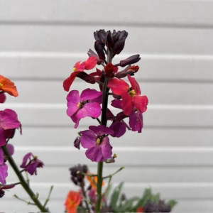 Erysimum ery. Magenta (Muurbloem of steenraket)