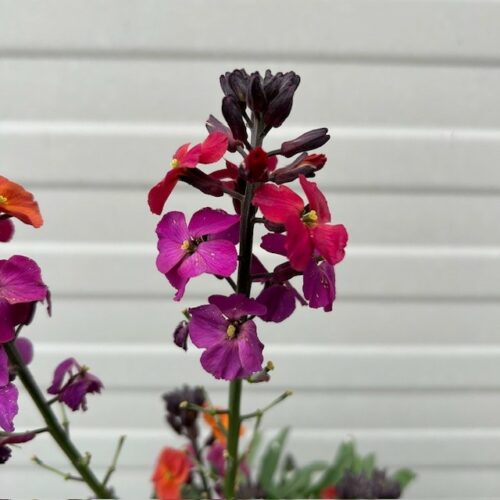Erysimum ery. Magenta (Muurbloem of steenraket)