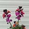 Erysimum ery. Magenta (Muurbloem of steenraket)
