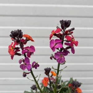 Erysimum ery. Magenta (Muurbloem of steenraket)