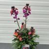 Erysimum ery. Magenta (Muurbloem of steenraket)