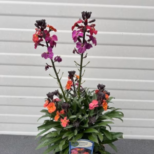 Erysimum ery. Magenta (Muurbloem of steenraket)