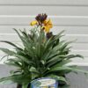 Erysimum ery. Yellow (Muurbloem of steenraket)