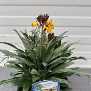 Erysimum ery. Yellow (Muurbloem of steenraket)