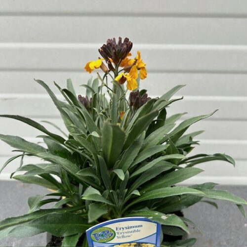 Erysimum ery. Yellow (Muurbloem of steenraket)