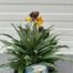 Erysimum ery. Yellow (Muurbloem of steenraket)