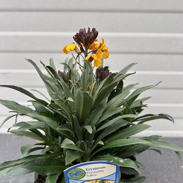 Erysimum ery. Yellow (Muurbloem of steenraket)
