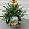 Erysimum ery. Yellow (Muurbloem of steenraket)