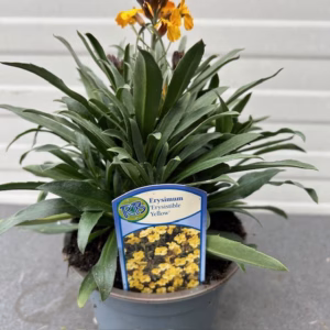 Erysimum ery. Yellow (Muurbloem of steenraket)