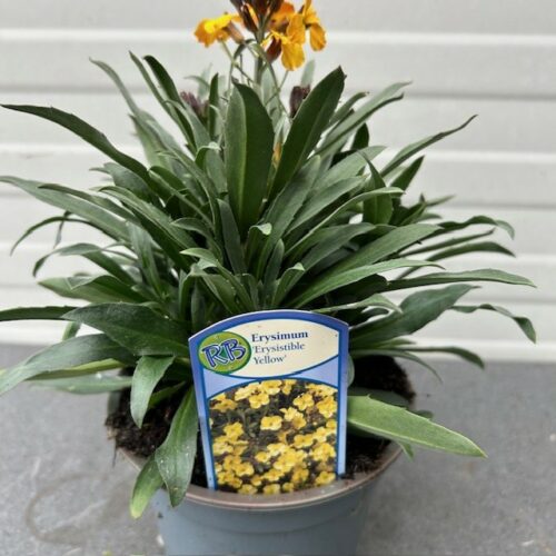 Erysimum ery. Yellow (Muurbloem of steenraket)