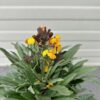 Erysimum ery. Yellow (Muurbloem of steenraket)