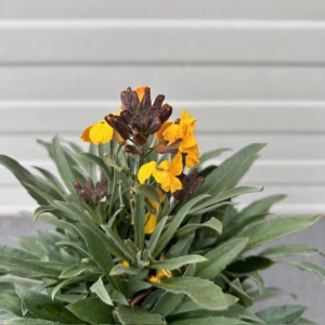 Erysimum ery. Yellow (Muurbloem of steenraket)