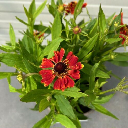 Helenium 'HayDay' red Bicolor (zonnekruid)