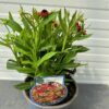 Helenium 'HayDay' red Bicolor (zonnekruid)