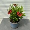 Helenium 'HayDay' red Bicolor (zonnekruid)