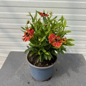 Helenium 'HayDay' red Bicolor (zonnekruid)