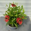 Helenium 'HayDay' red Bicolor (zonnekruid)