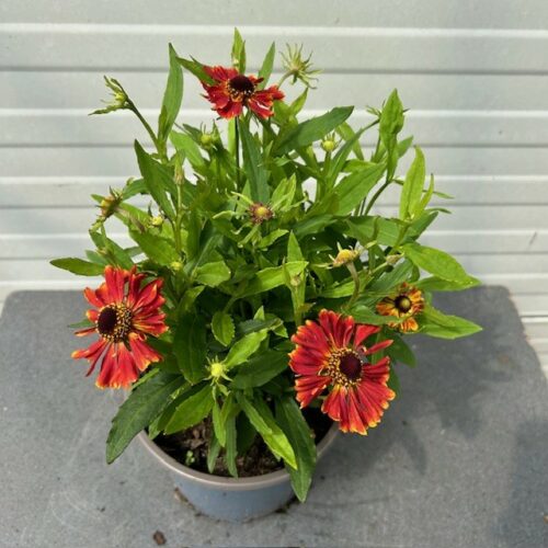Helenium 'HayDay' red Bicolor (zonnekruid)