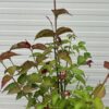 Leycesteria formosa (Grootmoeders oorbellen)