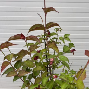 Leycesteria formosa (Grootmoeders oorbellen)