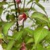 Leycesteria formosa (Grootmoeders oorbellen)