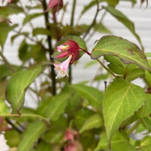 Leycesteria formosa (Grootmoeders oorbellen)